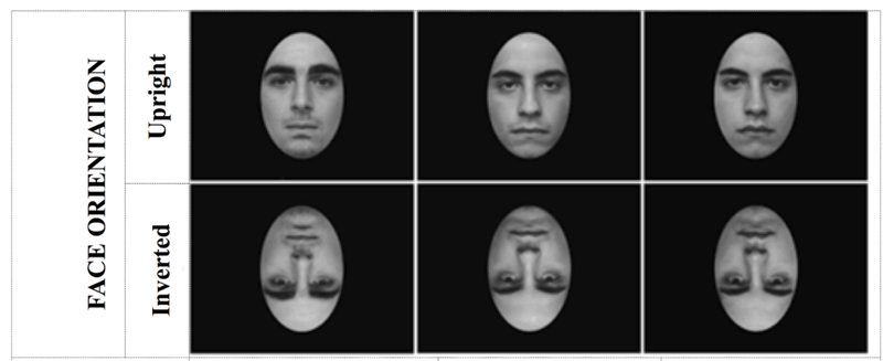 Image: Martini et al